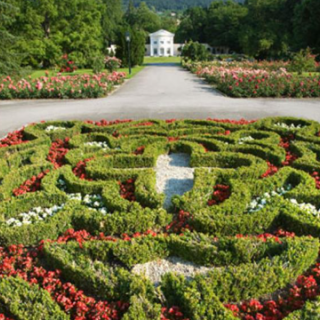 Rózsavirágzás Baden bei Wienben